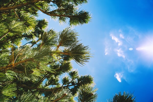 Rami di alberi di pino contro il cielo blu Paesaggio naturale al litorale europeo