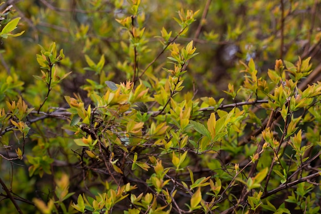 Rami di alberi e cespugli con boccioli e prime foglie in primavera sfondo primaverile o texture di giovani foglie verdi gialle
