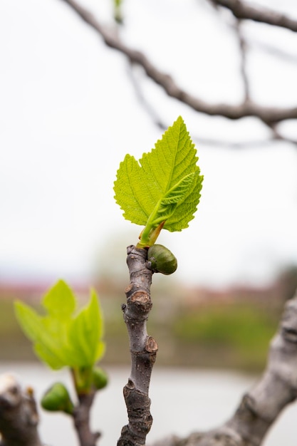 Rami di alberi e cespugli con gemme e prime foglie all'inizio della primavera