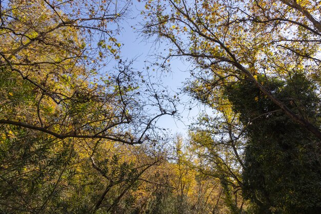 Rami di alberi e foglie nella foresta