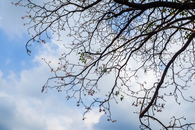 Rami di alberi e il cielo