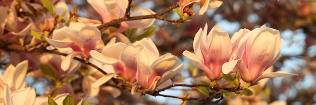 Rami di alberi in fiore con grandi boccioli rosa contro il cielo blu Bellezza nella natura e nella stagione primaverile