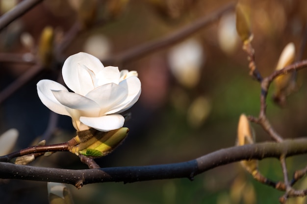 Rami di alberi in fiore. Magnifico albero di magnolia con grandi fiori bianchi. Fiore di magnolia perfetto.