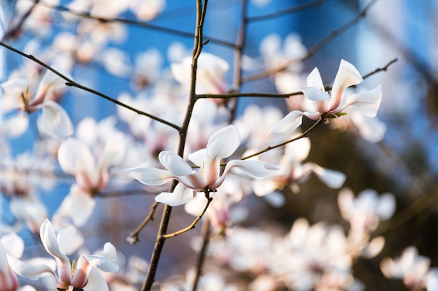 Rami di alberi in fiore. Magnifico albero di magnolia con grandi fiori bianchi. Fiore di magnolia perfetto.