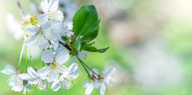 Rami di alberi in fiore su uno sfondo naturale delicato