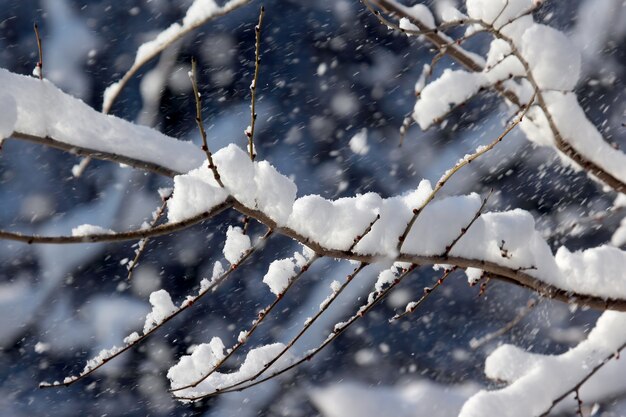 Rami di alberi innevati in inverno