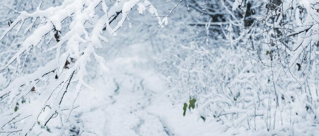 Rami di alberi innevati in una foresta invernale Strada innevata nella foresta