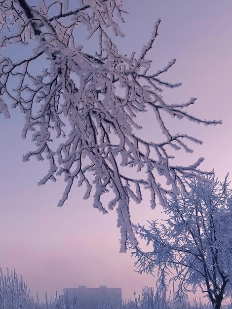 Rami di alberi innevati nella brina. Inquadratura dal basso dei rami degli alberi coperti di neve contro il cielo rosa al tramonto.