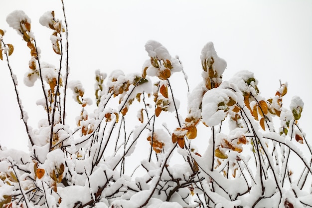 Rami di alberi nella neve.