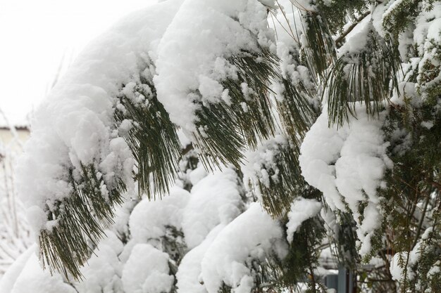 Rami di alberi nella neve.