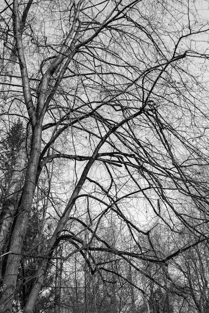 Rami di alberi nudi contro il cielo nuvoloso foto in bianco e nero Scena del paesaggio naturale Protezione ambientale del disastro ecologico