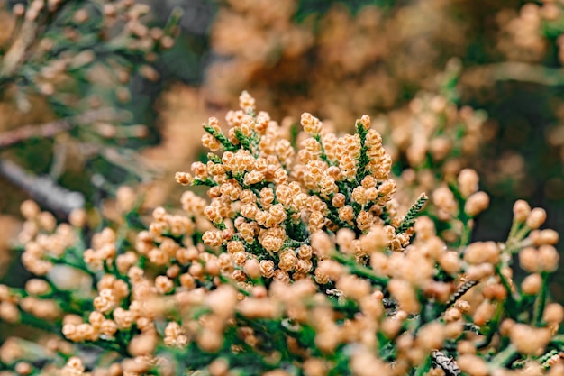 Rami di alberi sempreverdi di Thuja in primo piano, germogli, focalizzazione selettiva