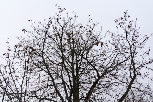 Rami di alberi senza foglie