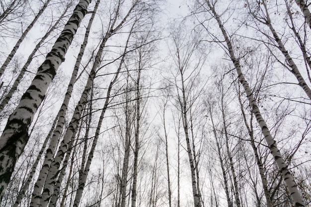 Rami di alberi senza foglie