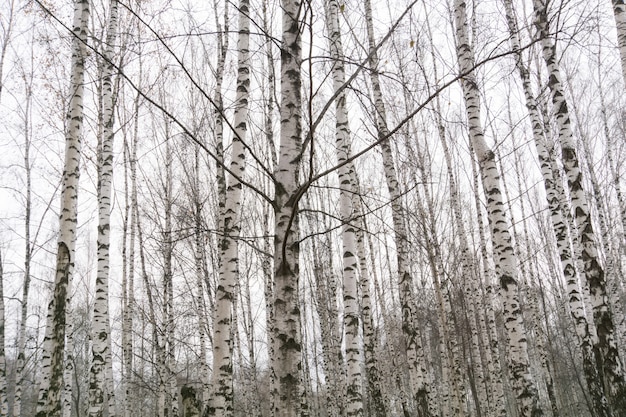 Rami di alberi senza foglie