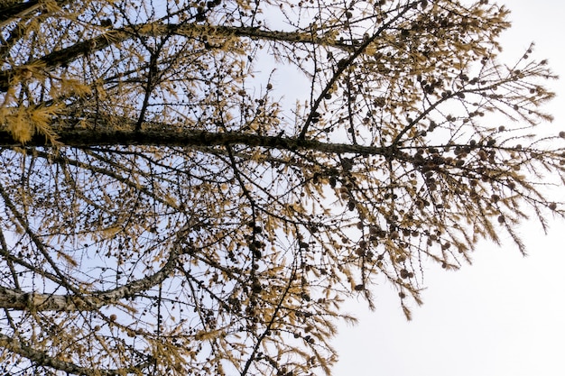 Rami di alberi senza foglie