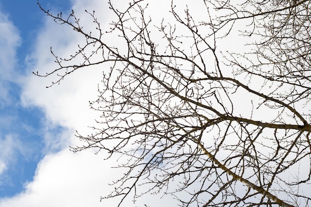 Rami di alberi spogli su sfondo di cielo nuvoloso