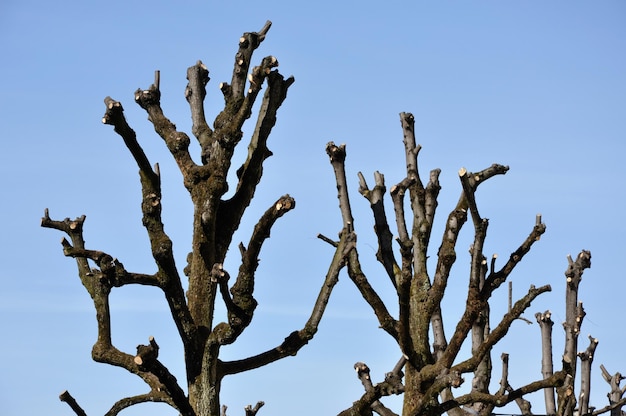 Rami di alberi tagliati sullo sfondo del cielo blu