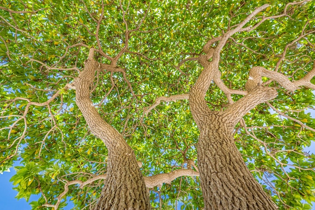 Rami di alberi verdi, fogliame naturale soleggiato. Colori vivaci, sfondo naturale rilassante