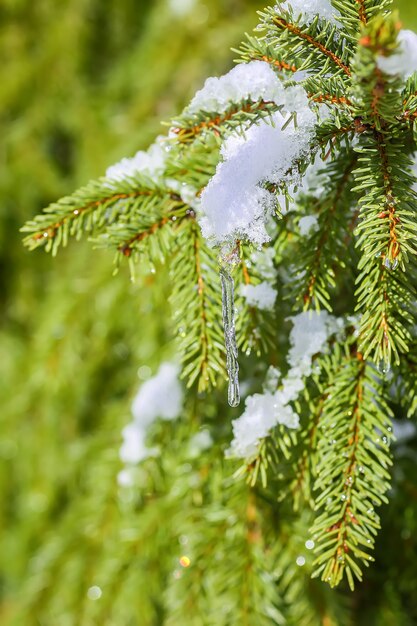 Rami di albero attillati innevati all'aperto. Dettagli della natura invernale.