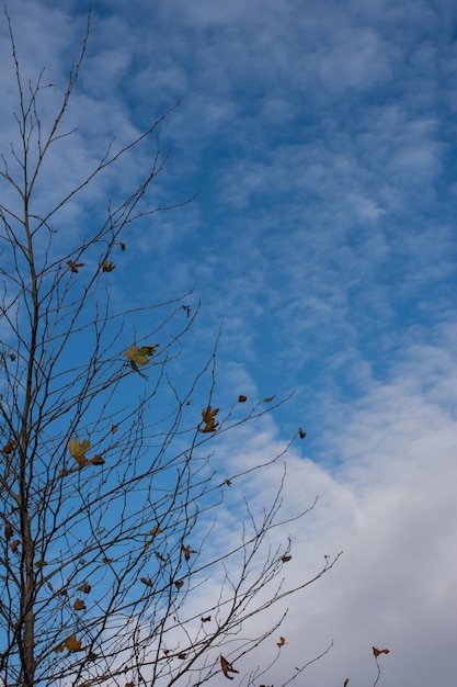 Rami di albero con foglie secche autunnali contro un cielo blu con nuvole