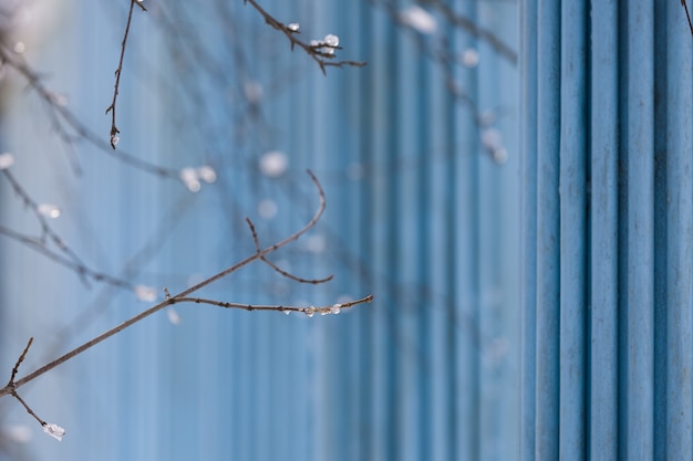 rami di albero con ghiaccio e acqua sullo sfondo blu concetto di primavera e inverno