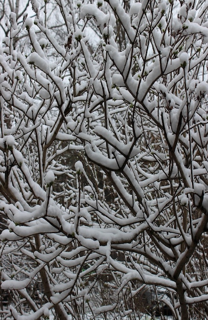 Rami Di Albero Con Piccoli Germogli Verdi Sotto Neve Cappuccio Texture Di Sfondo