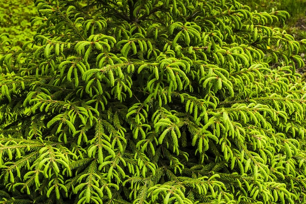 Rami di albero di abete rosso di primavera