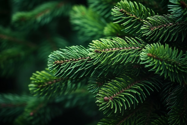 Rami di albero di abete spinoso verde