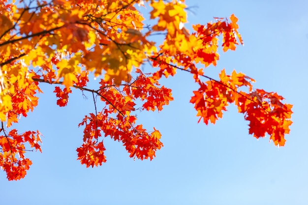 Rami di albero di autunno con fogliame di acero giallo rosso contro un cielo blu