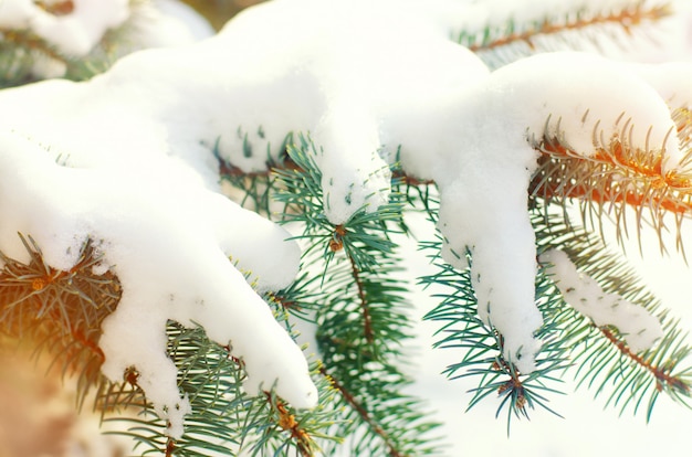 Rami di albero di Natale. Albero di Natale nella neve in un soleggiato