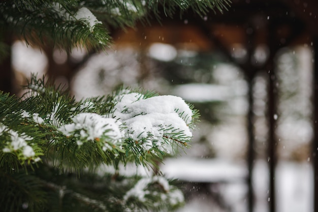 Rami di albero di Natale cosparsi di neve in inverno