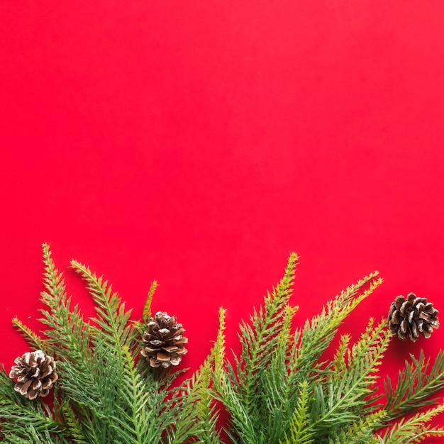 Rami di albero di Natale su sfondo rosso. Spazio libero per il testo