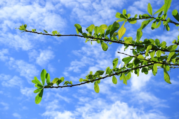 Rami di albero di Plumeria con foglie verdi vibrante contro il cielo blu vibrante e nuvole bianche