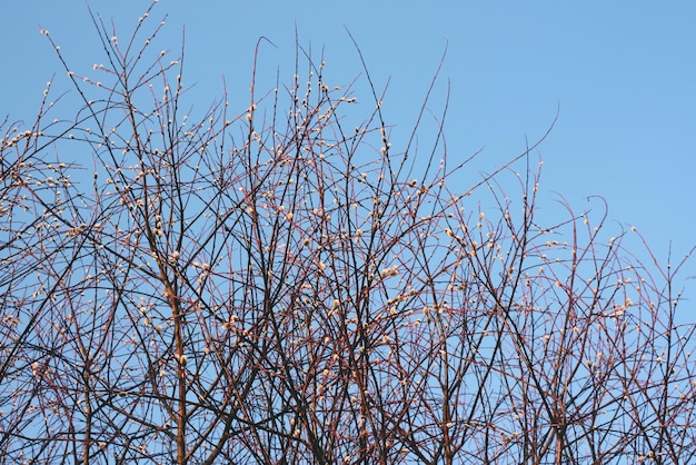 Rami di albero di Pussywillow in primavera all'aperto