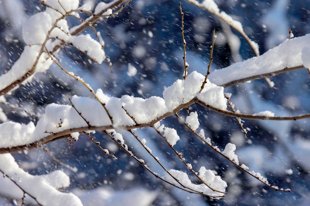 Rami di albero innevati in inverno. fuoco sfocato di un paesaggio invernale