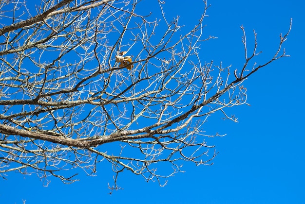 Rami di albero nudi contro il cielo