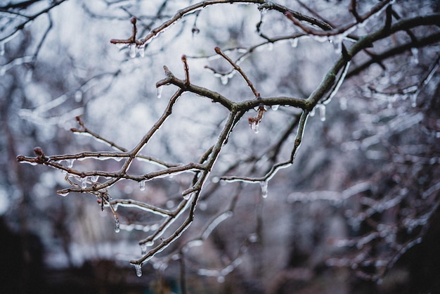 Rami di albero nudi coperti di ghiaccio dopo la pioggia gelata