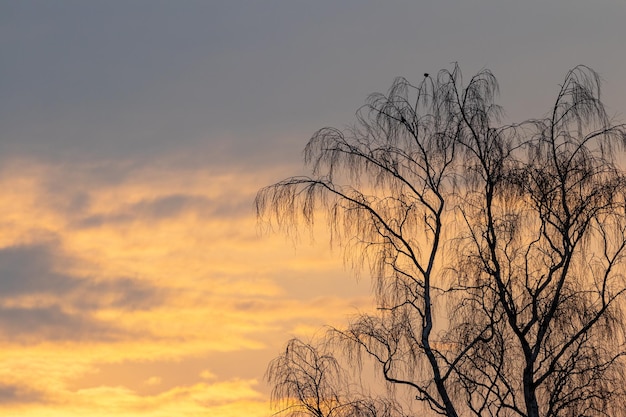 Rami di albero spogli su uno sfondo di cielo pittoresco durante il tramonto