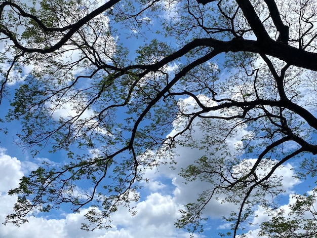 Rami di albero su sfondo blu cielo