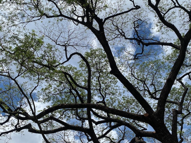 Rami di albero su sfondo blu cielo