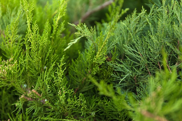 Rami di albero verde di Natale