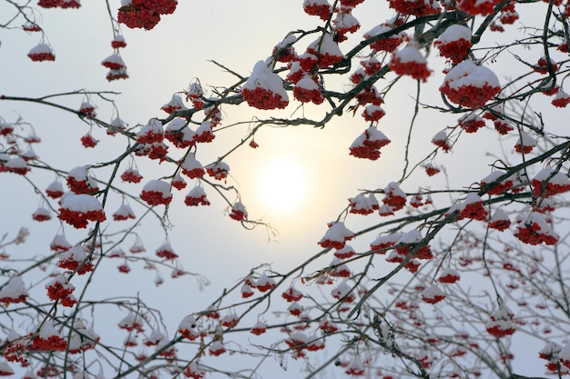 Rami di Ashberry sotto la neve in inverno