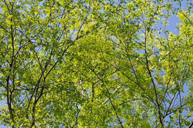 Rami di betulla contro il cielo Vista dal basso Bella vista dal basso dei rami di betulla con il fuoco selettivo delle foglie verdi