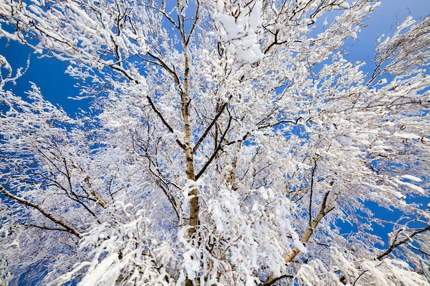 Rami di betulla di questo albero ricoperti di fiocchi bianchi di neve e gelo, primo piano dell'albero in inverno dopo il congelamento