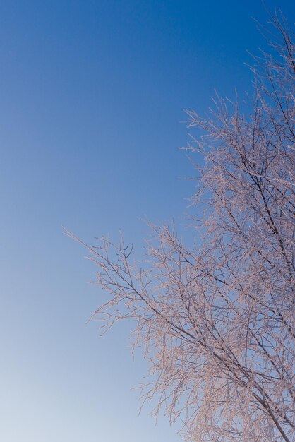 Rami di betulla gelidi sottili su sfondo blu chiaro con cielo sfumato alla luce del giorno invernale freexing