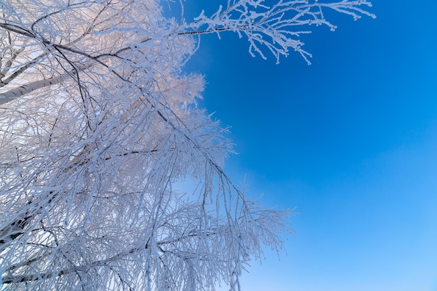 Rami di betulla gelidi sottili su sfondo blu chiaro con cielo sfumato alla luce del giorno invernale freexing