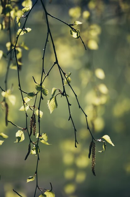 rami di betulla primavera