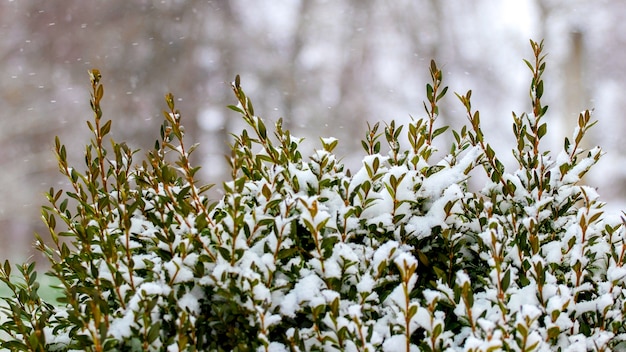 Rami di bosso ricoperti di neve