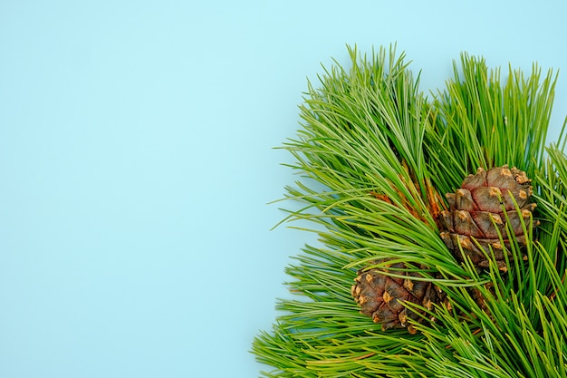 Rami di cedro sempreverdi naturali con coni